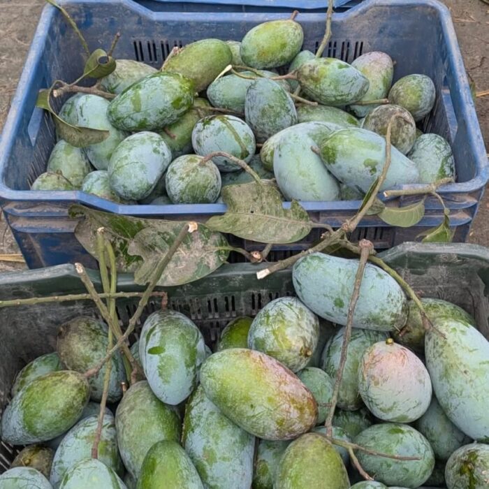 নওগাঁ নাকফজলি আম – ফ্যামিলি প্যাক (10 KG)