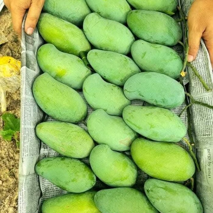 নওগাঁ নাকফজলি আম – ভ্যালু প্যাক (20 KG)